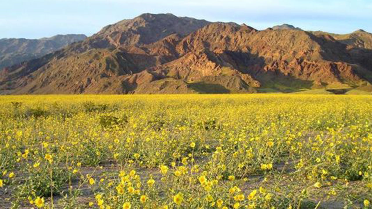 Wildflower ‘super bloom' transforms barren Death Valley